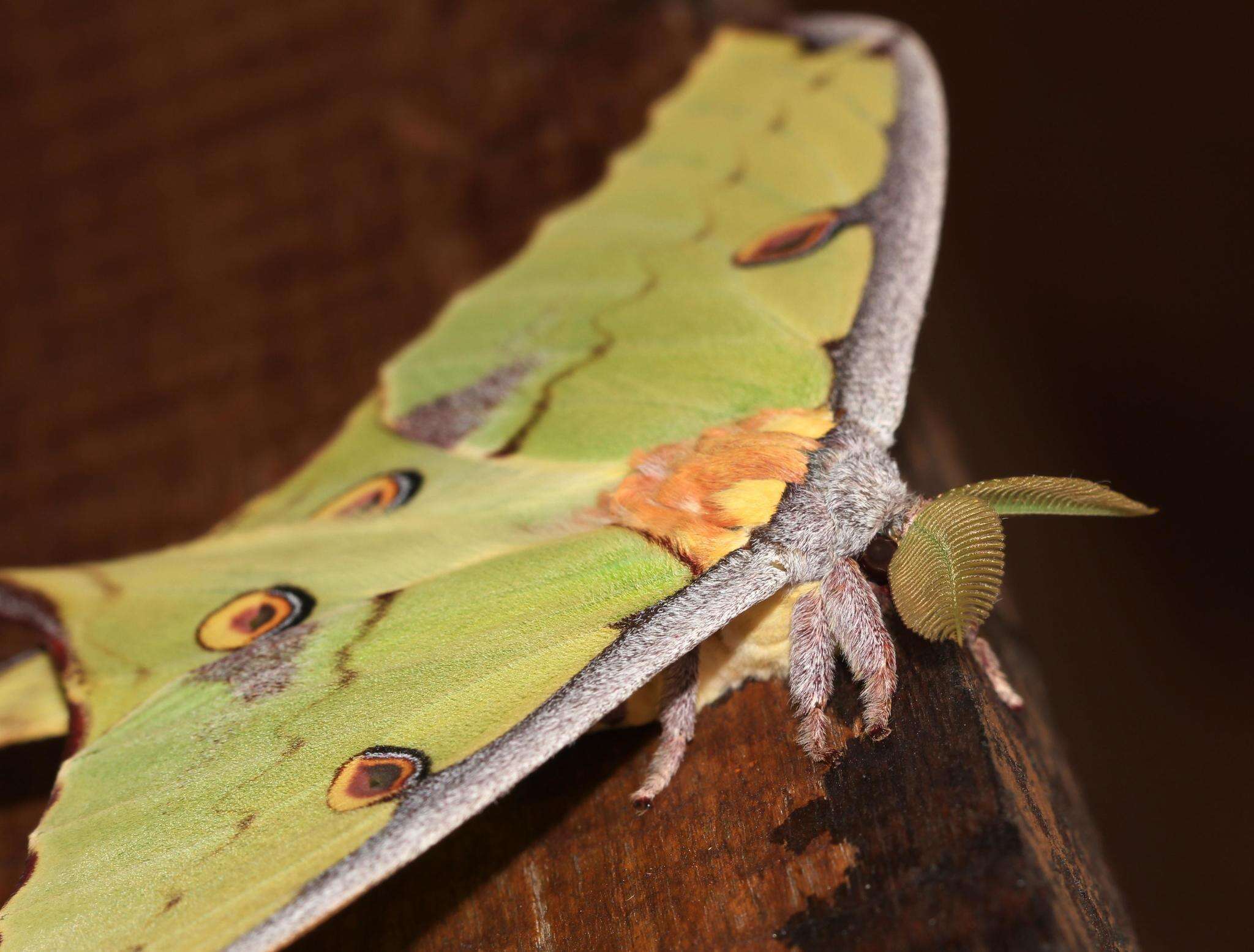 Image of African Luna moth