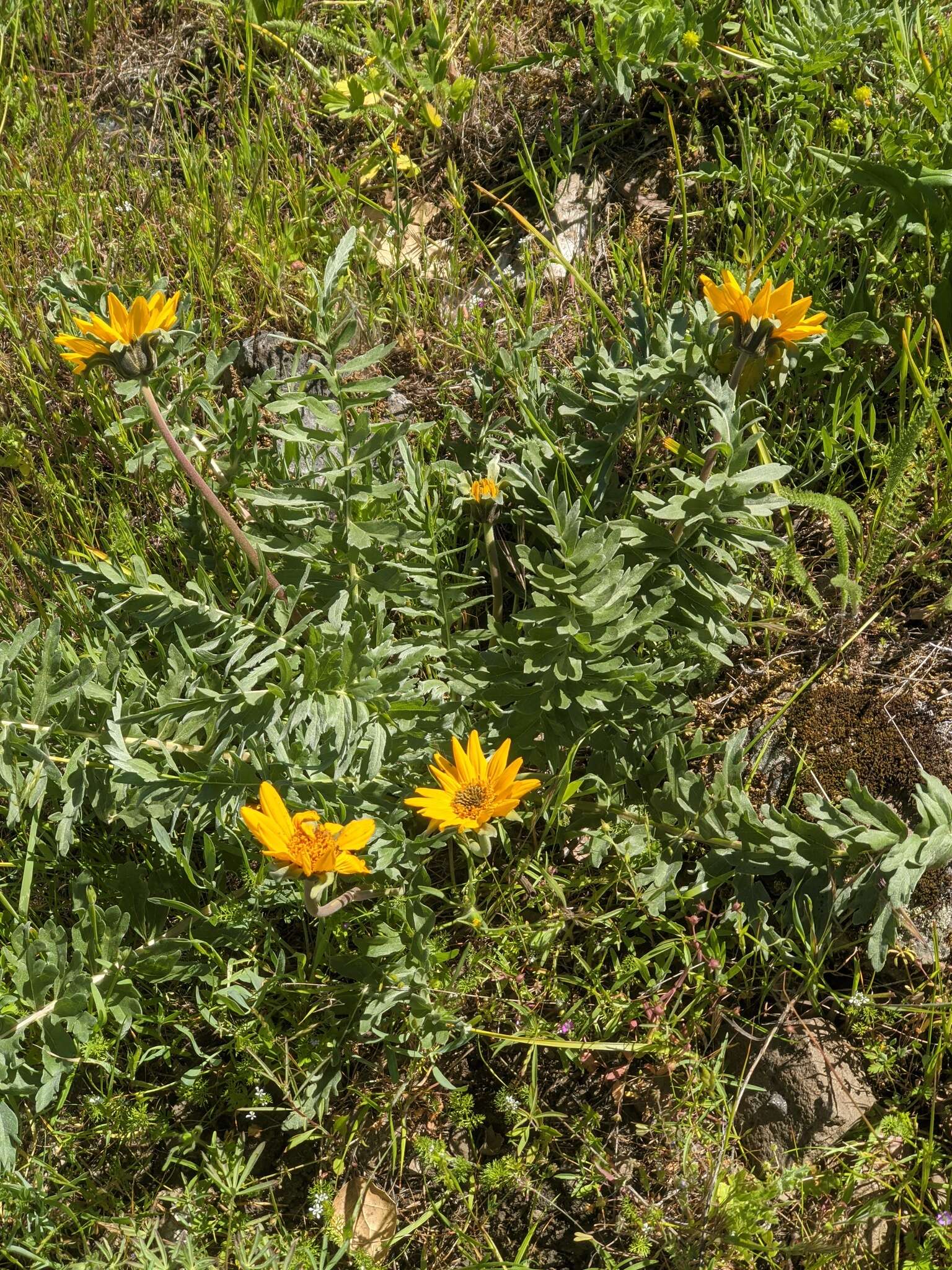 Image of California balsamroot