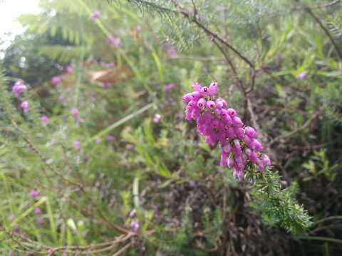 Image of Bell Heather