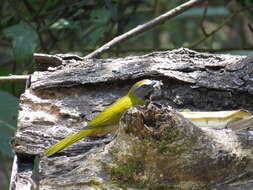 Image of Buff-throated Saltator