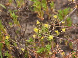 Image of curvepod yellowcress