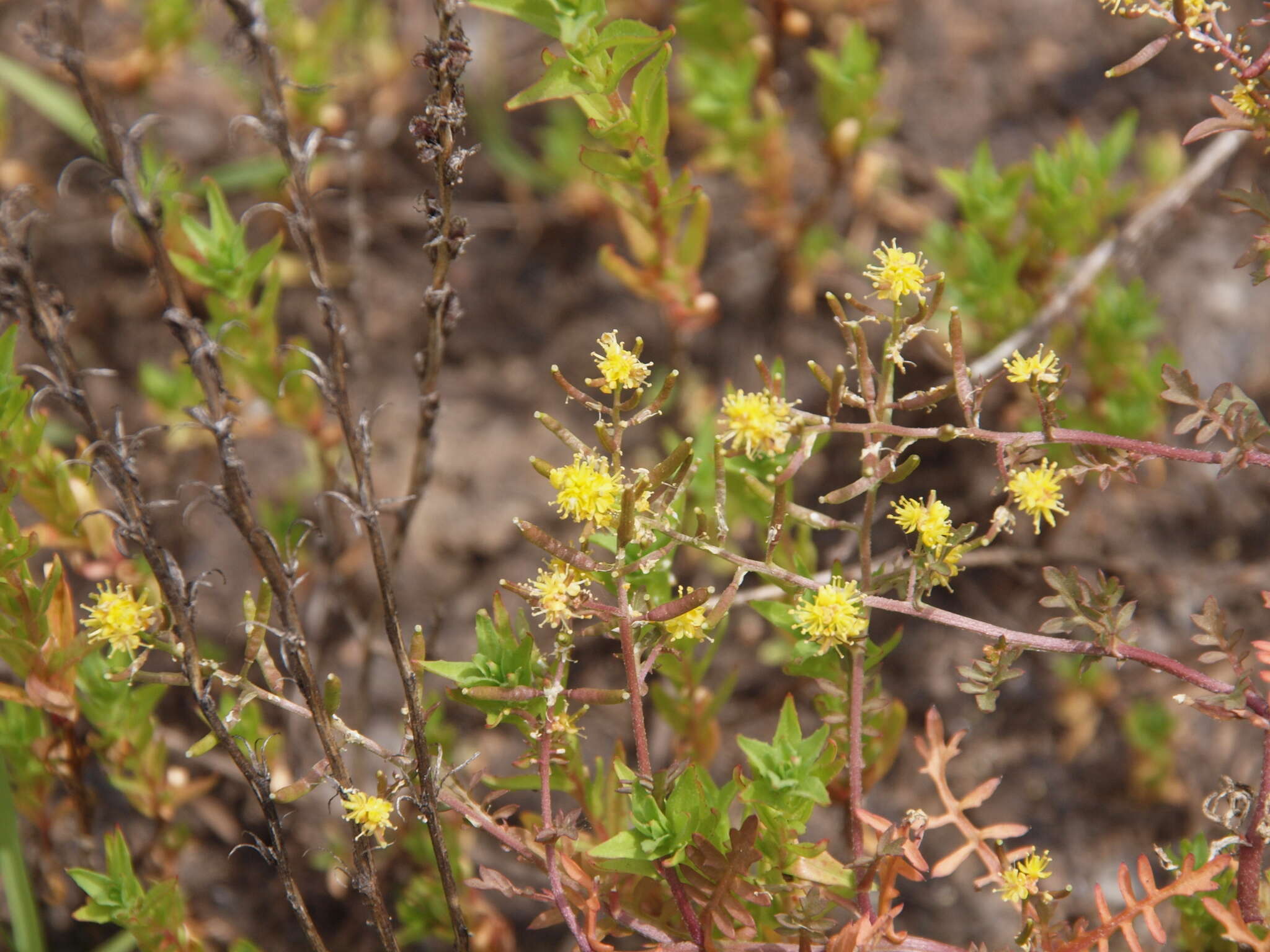 Image of curvepod yellowcress