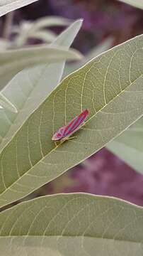 Image of Red-banded Leafhopper