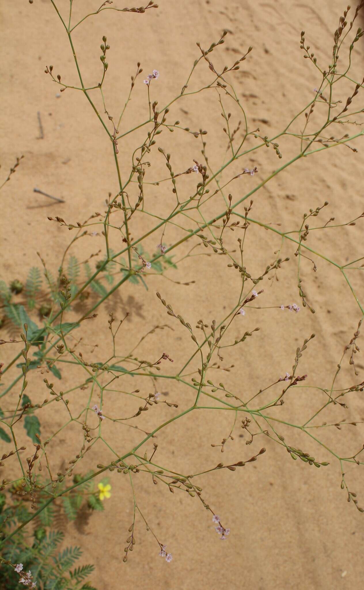 Imagem de Boerhavia coulteri var. palmeri (S. Wats.) Spellenberg