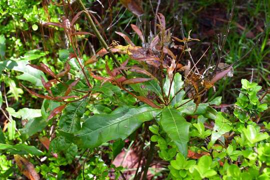 Image of Quercus sapotifolia Liebm.