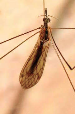 Image of Helius (Helius) longirostris (Meigen 1818)