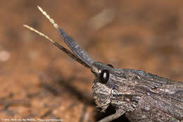 Image of Lamarckiana cucullata (Stoll & C. 1813)