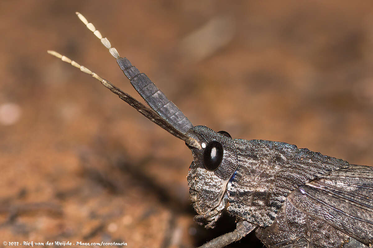 Image de Lamarckiana cucullata (Stoll & C. 1813)