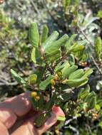 Image of hollyleaf buckthorn