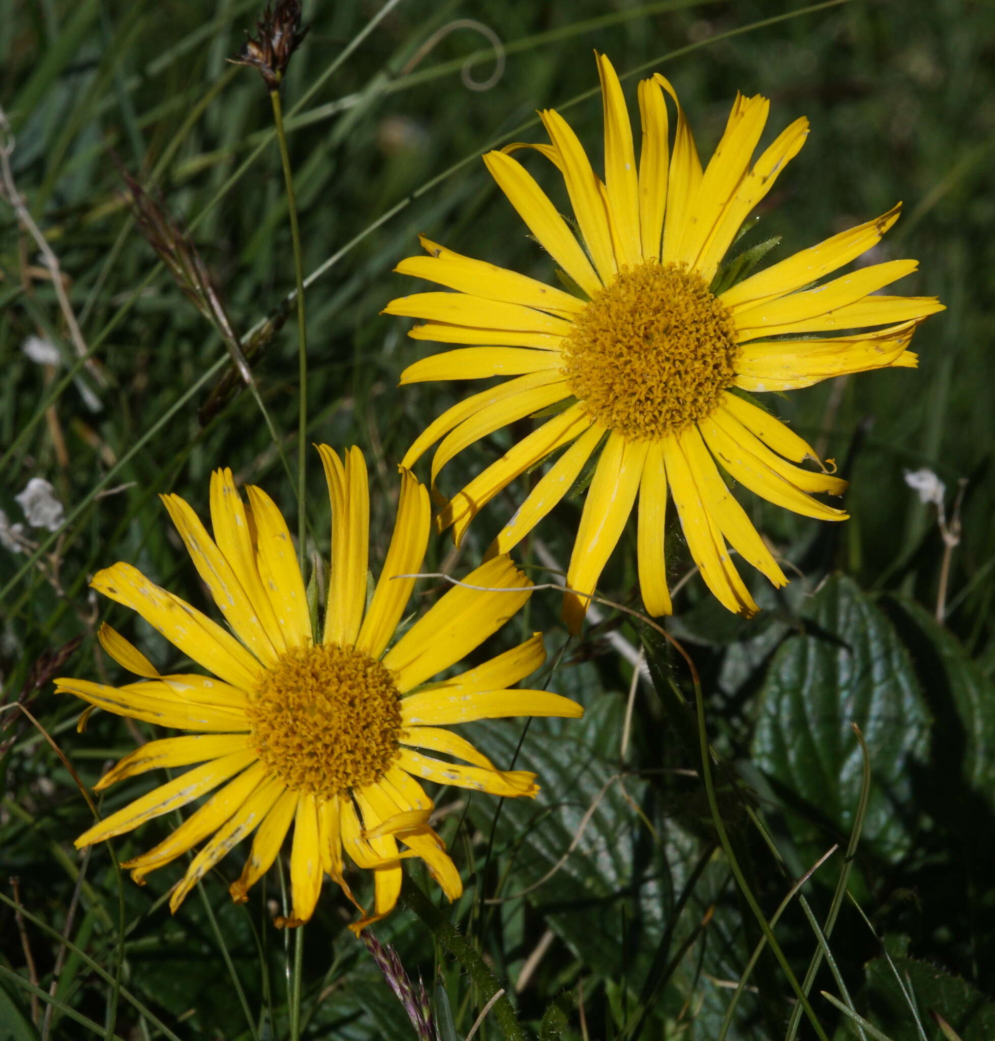 Image de Doronicum glaciale (Wulfen) Nym.