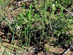 صورة Wahlenbergia nodosa (H. Buek) Lammers