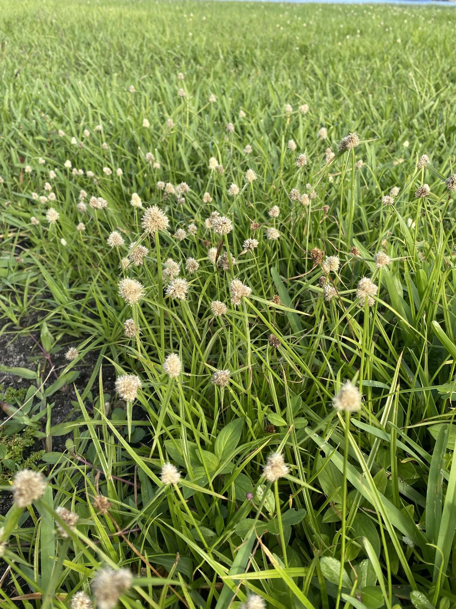 Image de Cyperus richardii Steud.