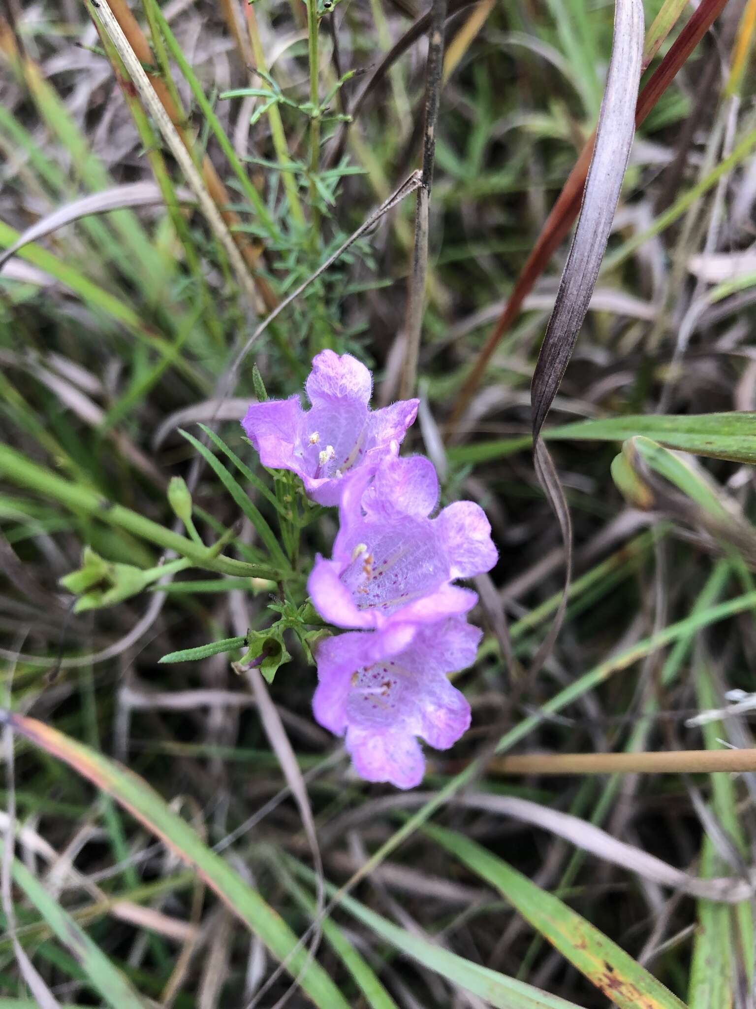 Слика од Agalinis aspera (Dougl.) Britt.