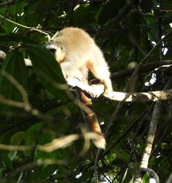 Image of Dusky Titi