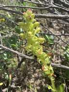 Image de Satyrium odorum Sond.