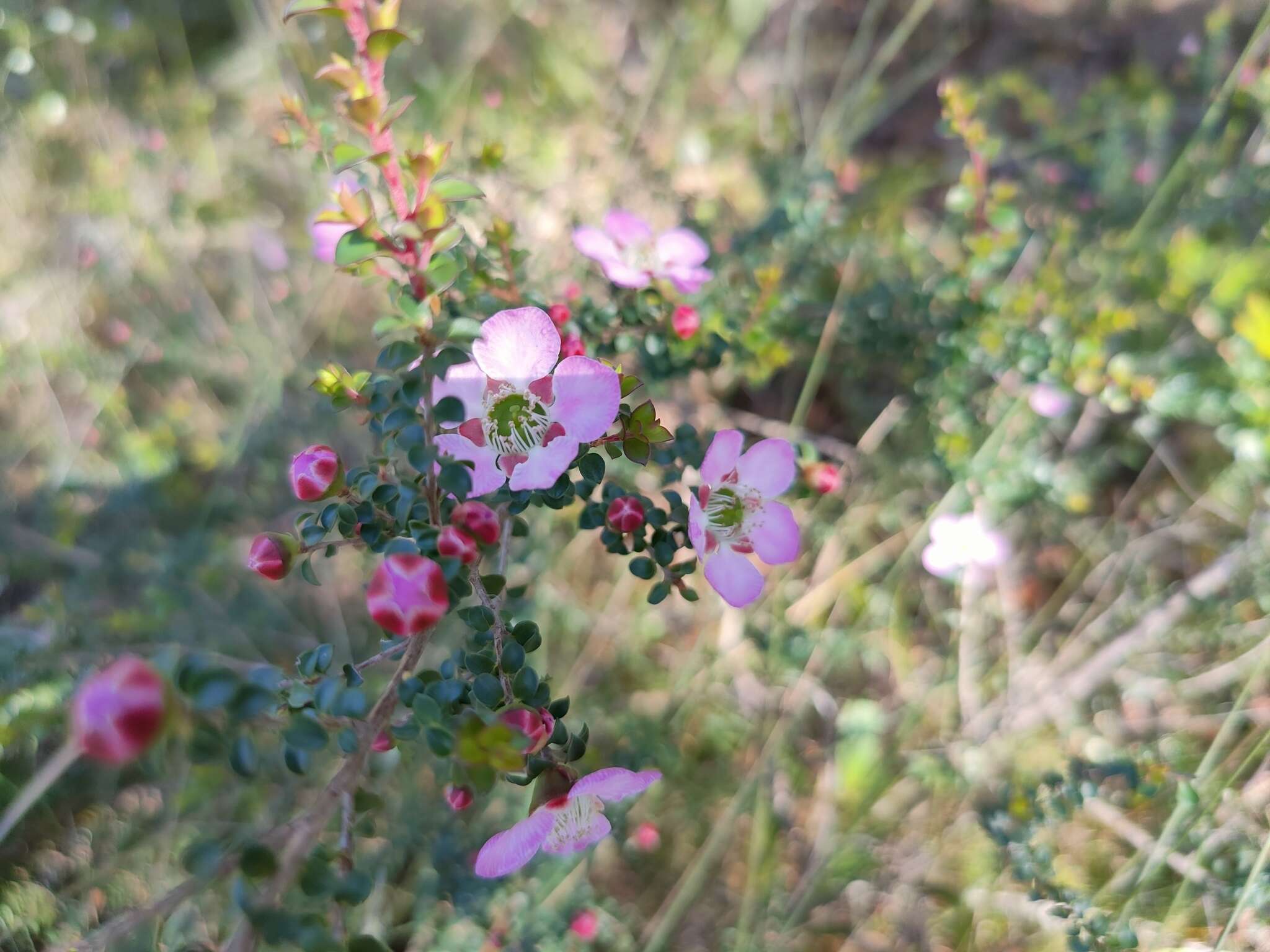 Sivun Leptospermum rotundifolium (Maiden & Betche) F. A. Rodway kuva