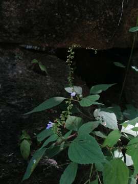 Image of Salvia languidula Epling