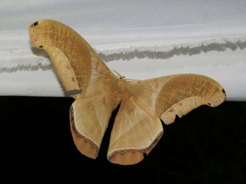 Rhescyntis hippodamia gigantea (Bouvier 1930)的圖片