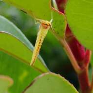 صورة Potamanthus formosus Eaton 1892