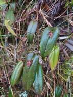 Image of Pleurothallis coriacardia Rchb. fil.