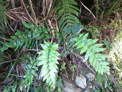 Image of Asplenium lepidotum Perrie & Brownsey