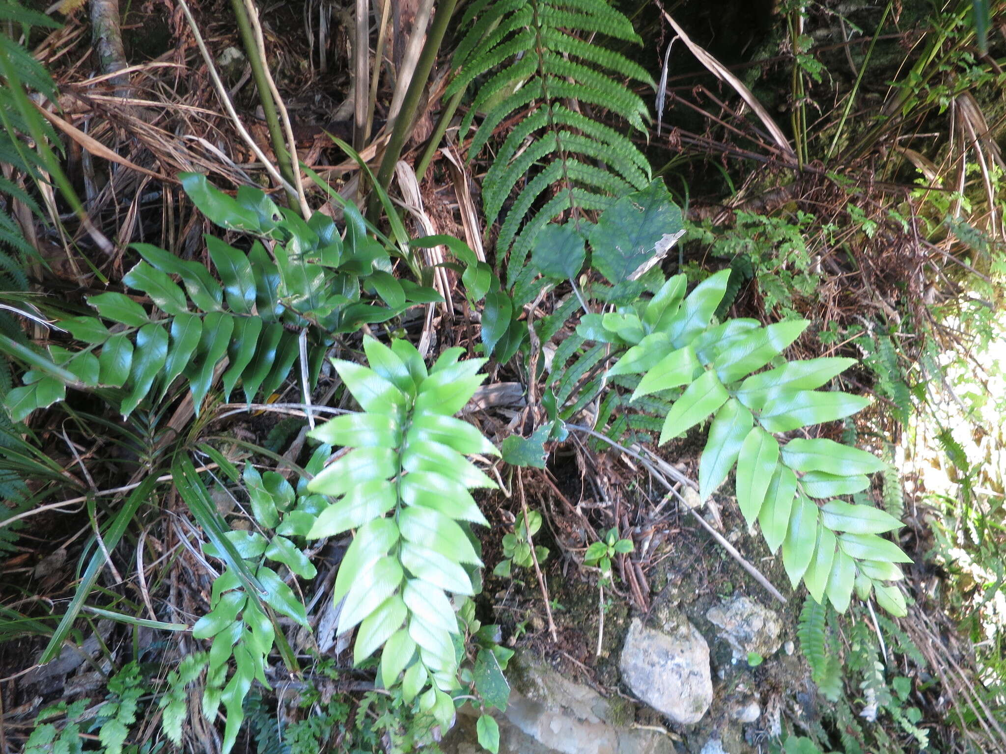 Image de Asplenium lepidotum Perrie & Brownsey