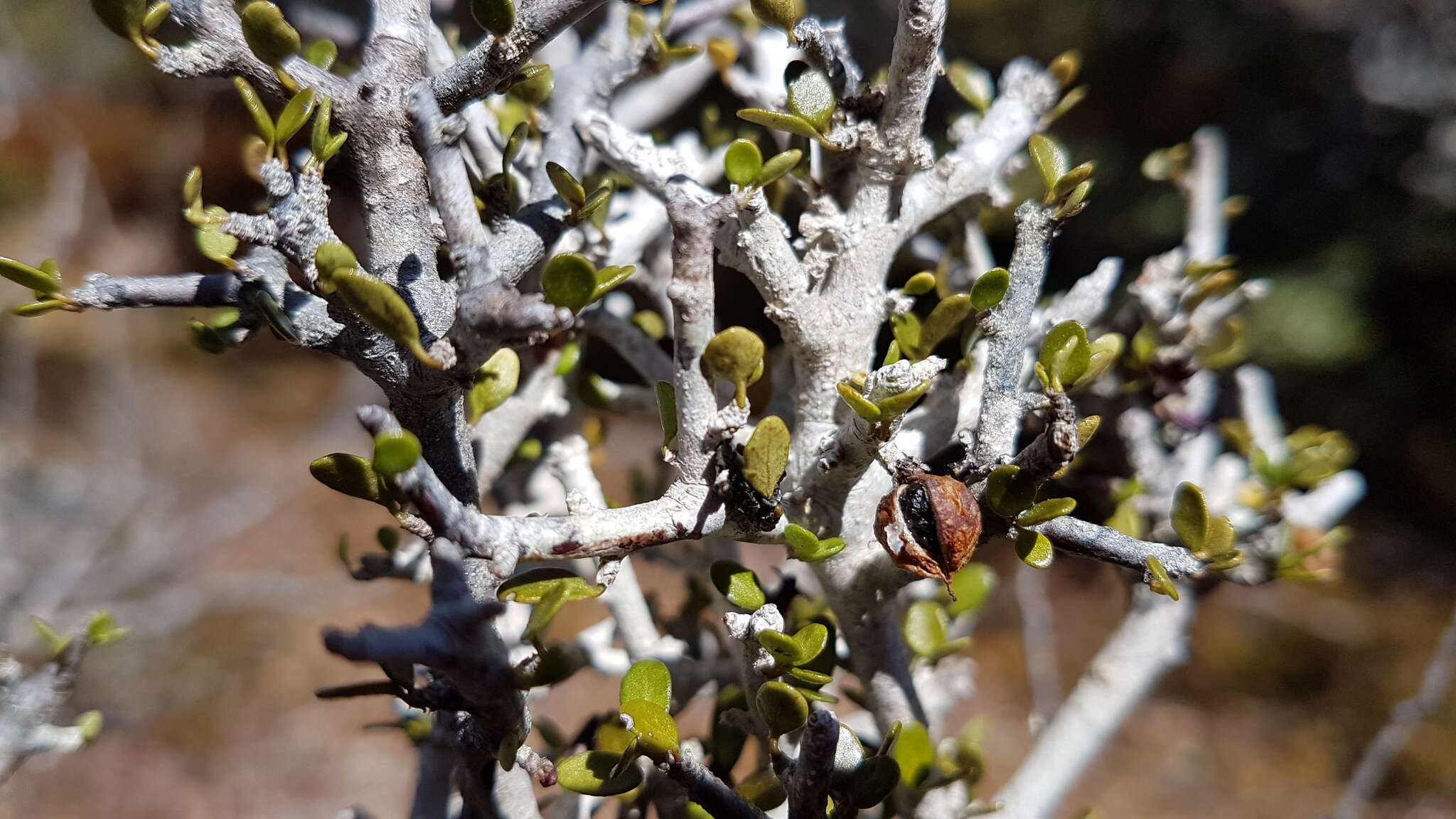 Слика од Pittosporum rigidum Hook. fil.