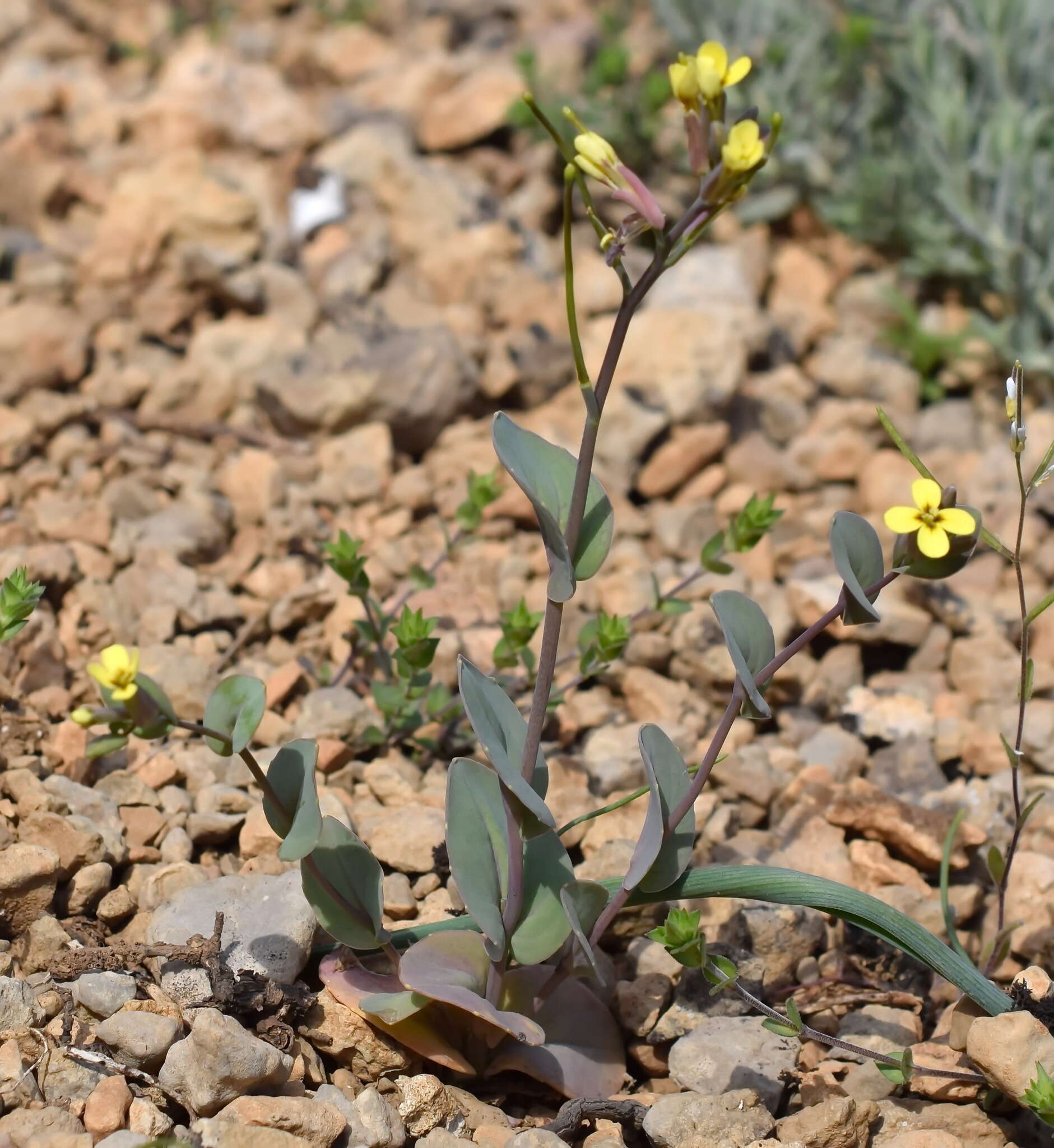 Image of Conringia clavata Boiss.