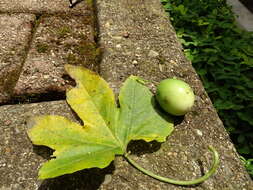 Passiflora adenopoda resmi