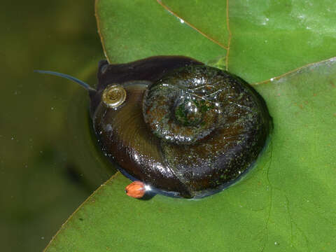 Image of Great Ram's Horn Snail