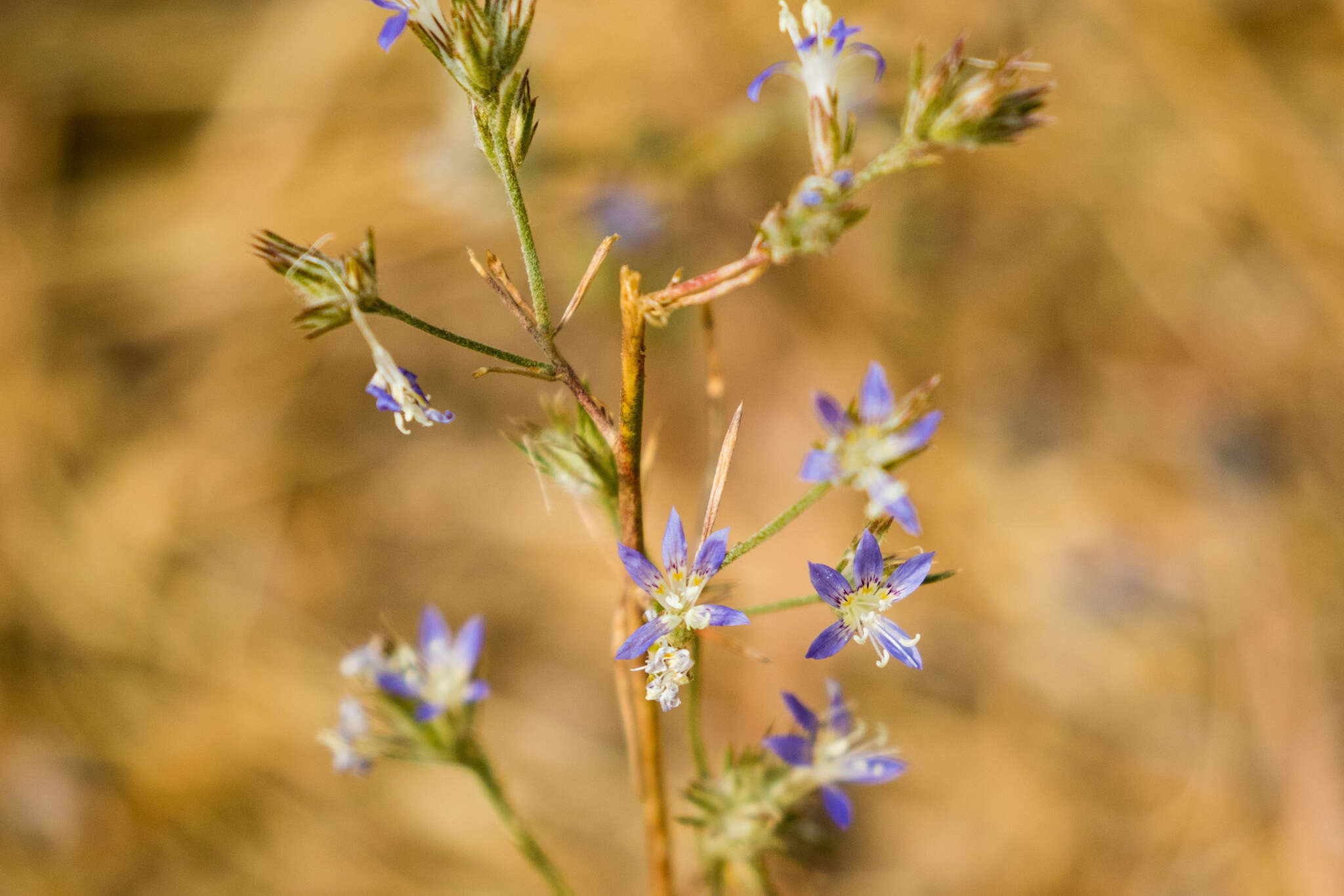 Image of sapphire woollystar