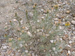 Image of common goldenbush