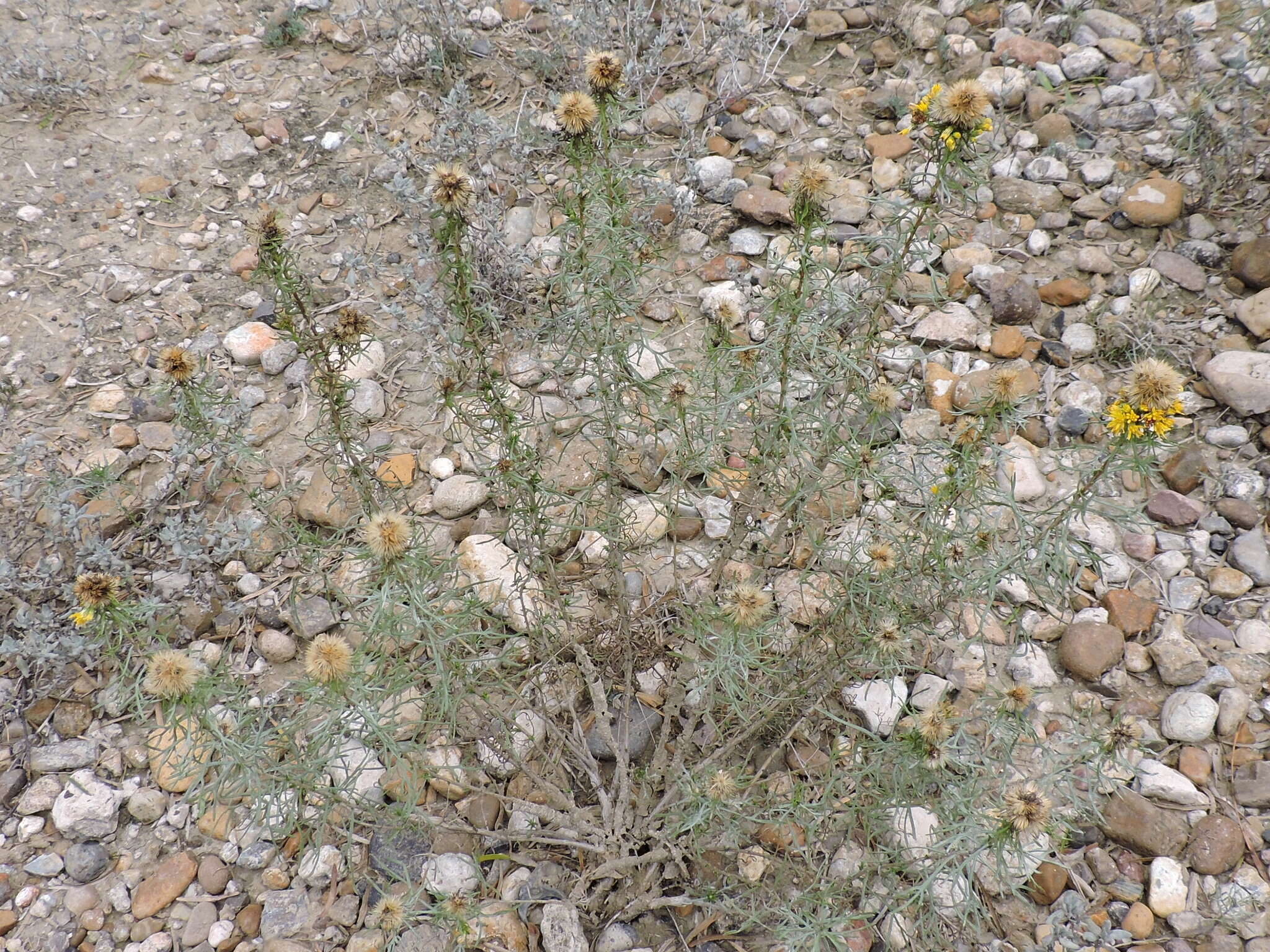 Isocoma coronopifolia (A. Gray) Greene的圖片