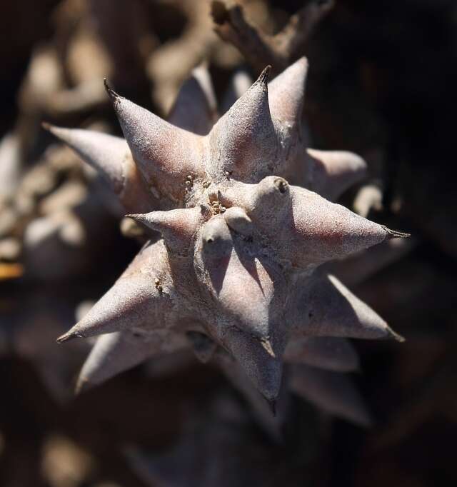 Image of Ceropegia mammillaris (L.) Bruyns