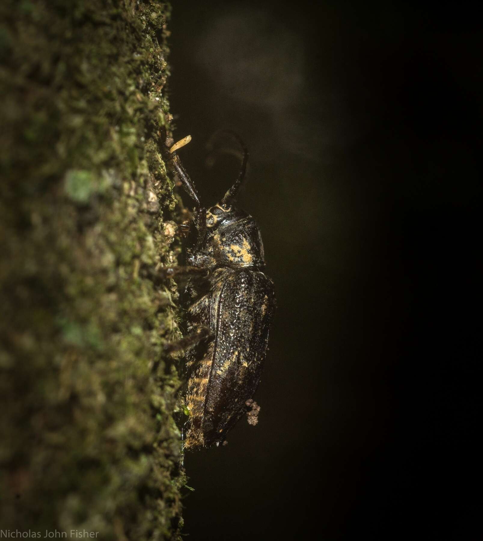 Image of Rhytiphora mediofasciata (Breuning 1938)