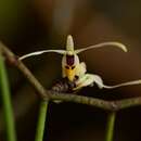 Image of Luisia filiformis Hook. fil.