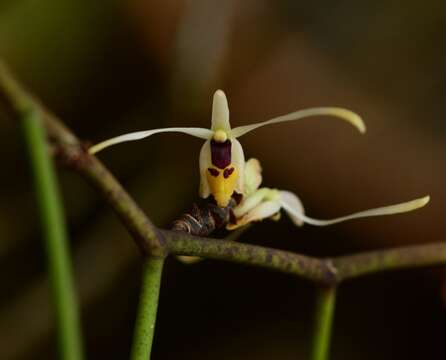 Image of Luisia filiformis Hook. fil.