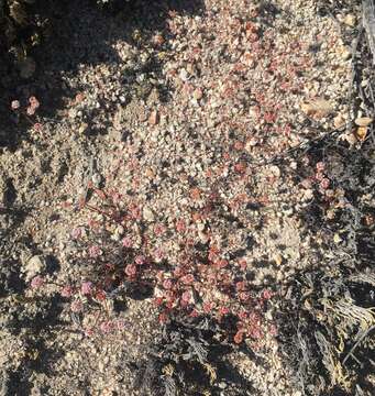 Image of Pinnacles buckwheat