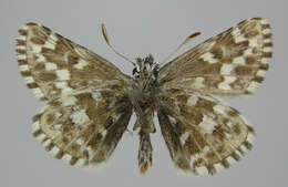 Image of Northern grizzled skipper