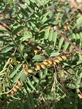 Image of Sonoran indigo