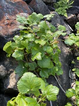 Image of Ribes fragrans Pall.