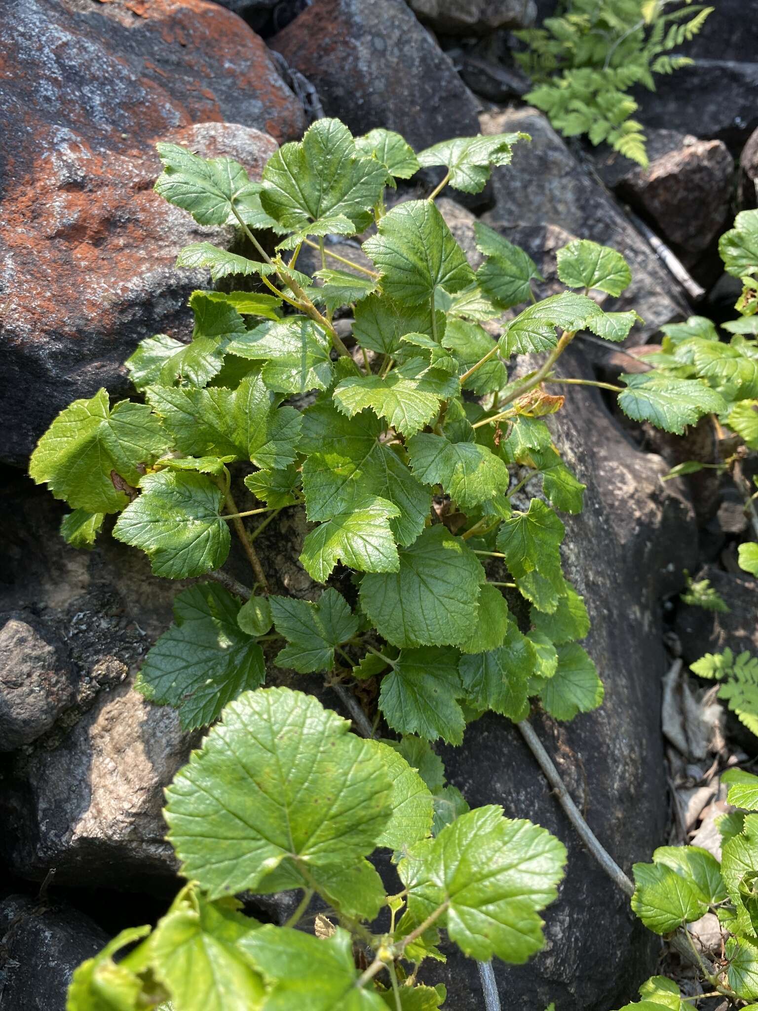 Image of Ribes fragrans Pall.