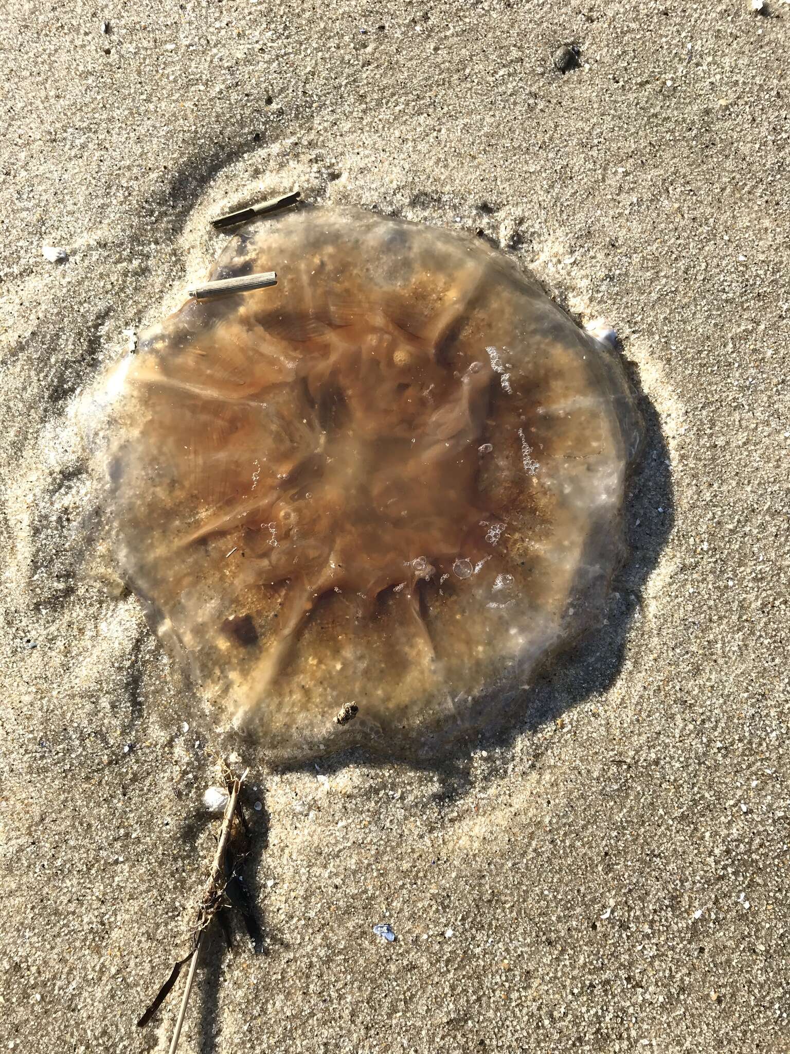 Image de Cyanea fulva Agassiz 1862