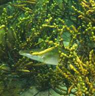 Image of Blue Rock Whiting