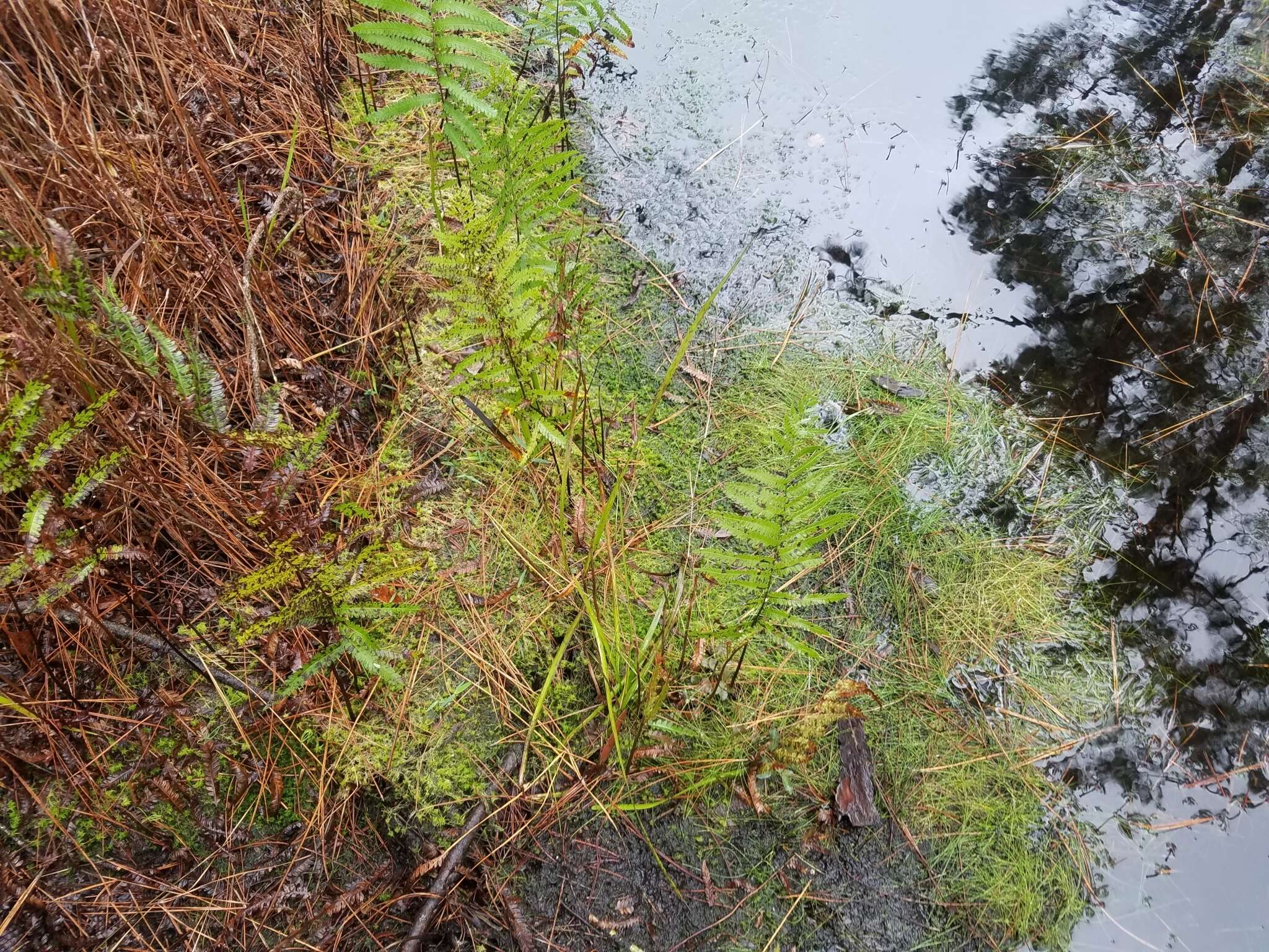 Image of toothed sphagnum