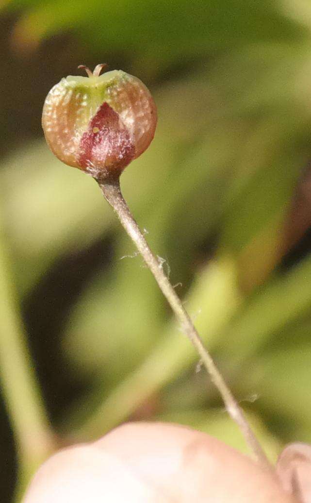 Image of Centella fourcadei Adamson