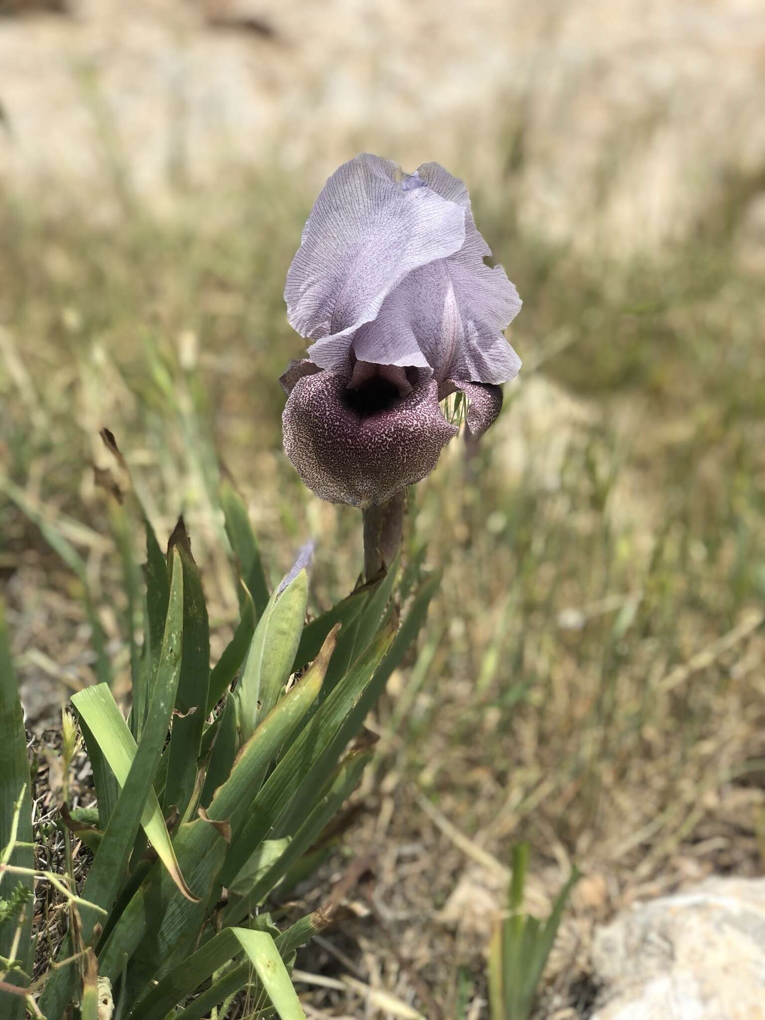 Image of Iris lortetii var. samariae (Dinsm.) Feinbrun