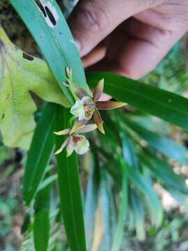 Image of Prosthechea obpiribulbon (Hágsater) W. E. Higgins