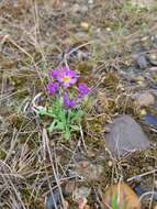 Primula borealis Duby resmi