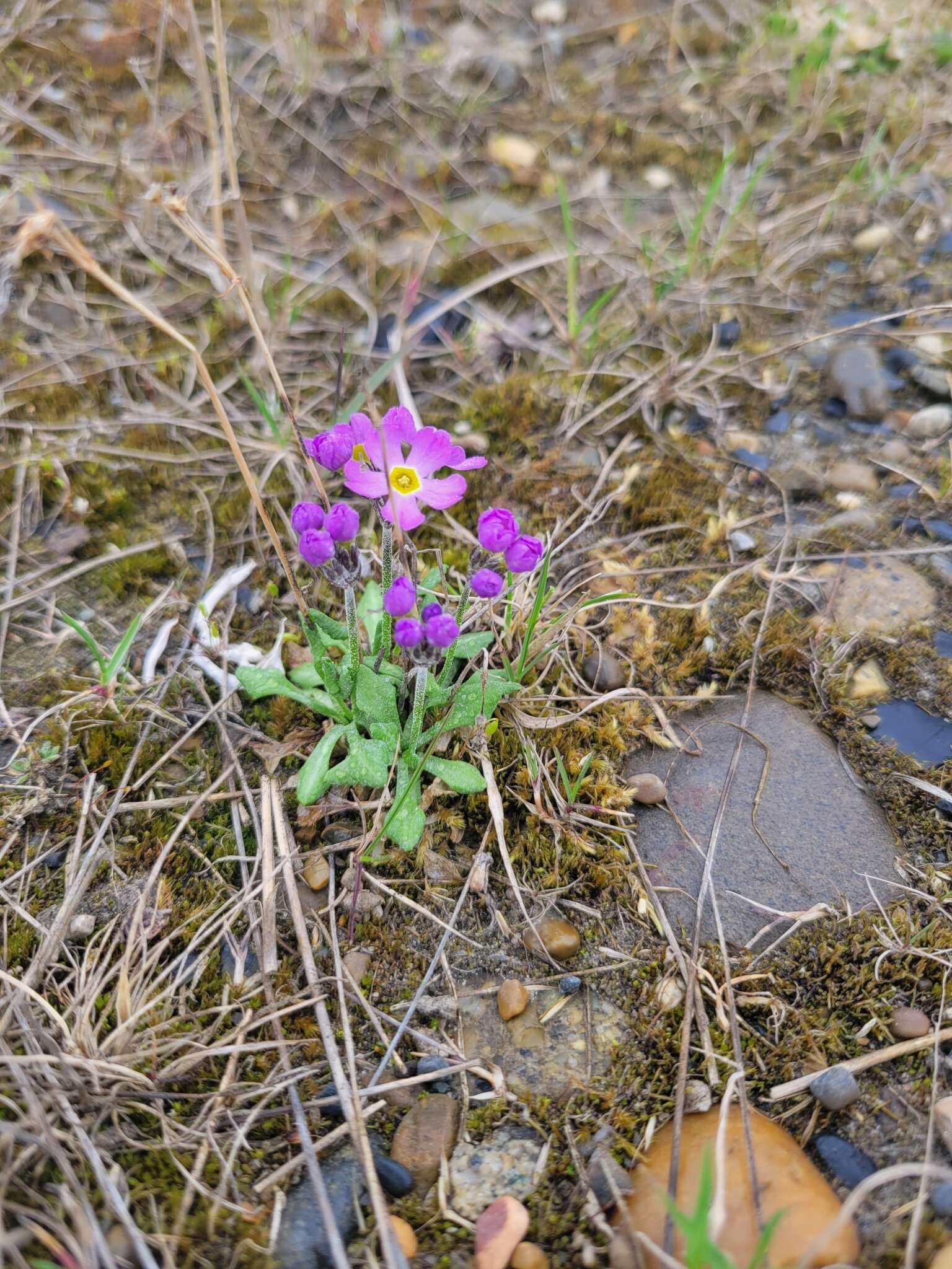 Image of northern primrose